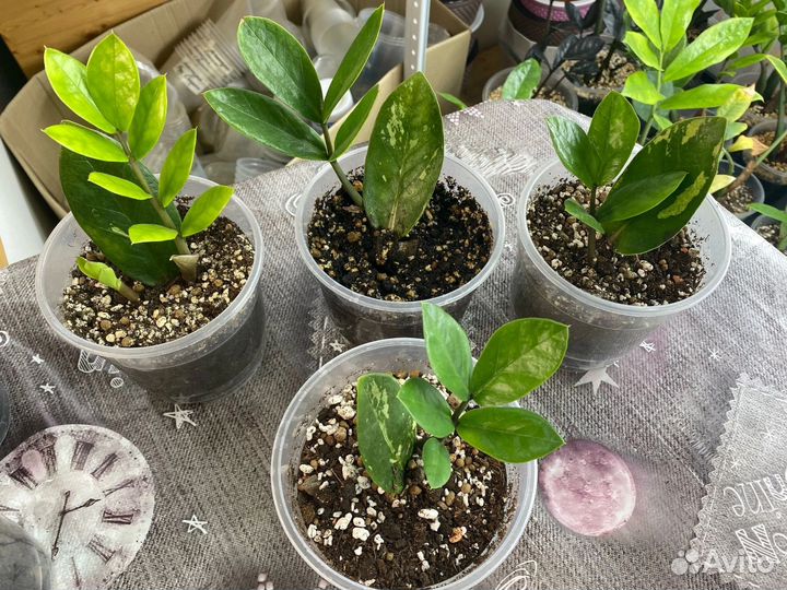 Шорт Лив вариегатные замиакулькасы