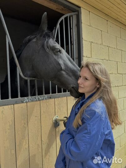 Ветеринарный врач. Консультация по всей России