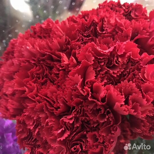 Гвоздики цветы живые