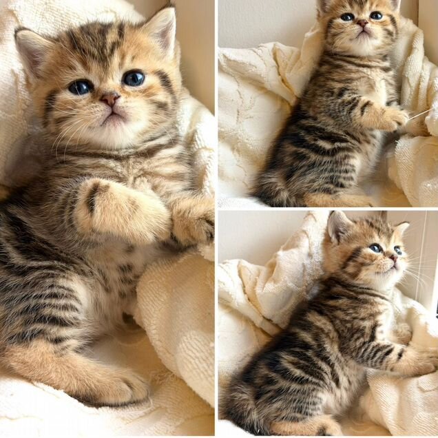 Шотландский вислоухий короткошёрстный котёнок