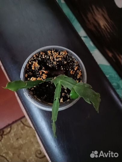 Отростки декабриста