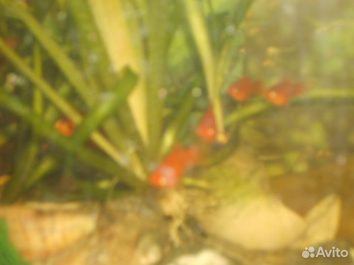 Продаю меченосцев