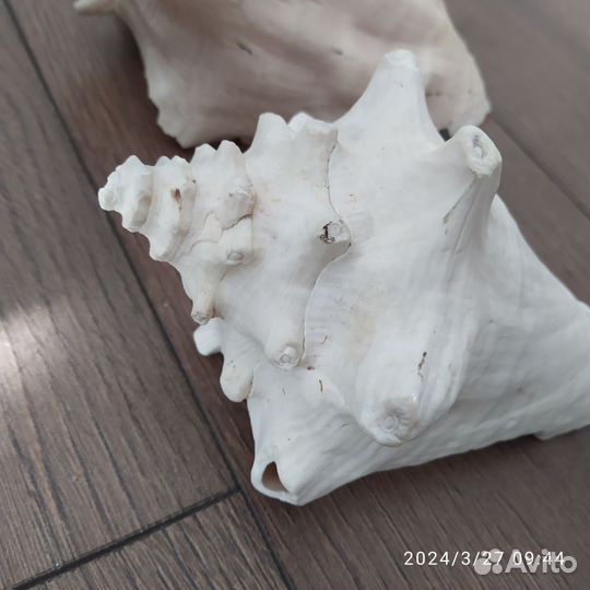 Рапаны в аквариум