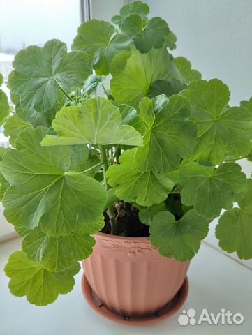 Комнатные цветы