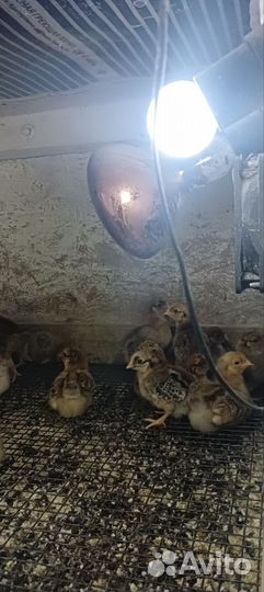Цыплята кучинской юбилейной породы