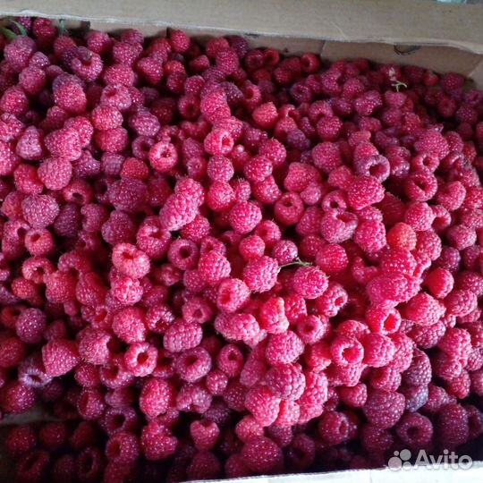 Ремонтантная малина