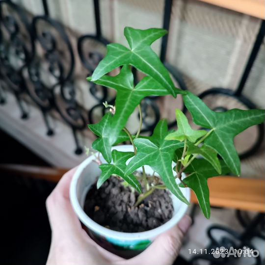 Плющ хедера