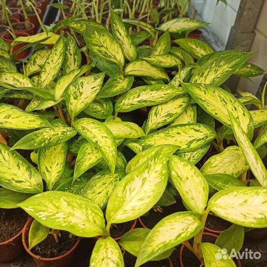 Саженцы горшечных растений опт