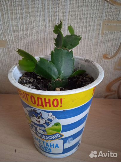 Декабрист