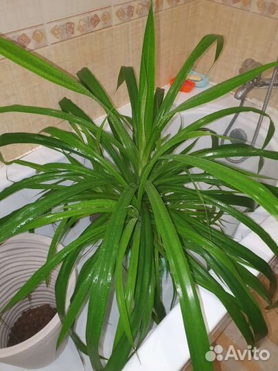 Пальма панданус