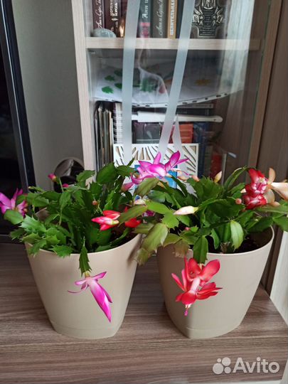 Комнатные цветы. Декабрист Golden Cream