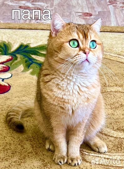 Шотландские вислоухие котята, золотая шиншилла