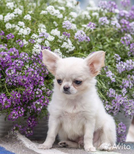 Чихуахуа мини мальчик