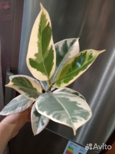 Комнатные растения.Фикус Тинеке