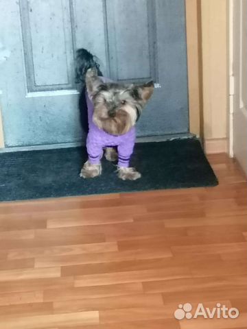 Йоркширский терьер вязка мальчик