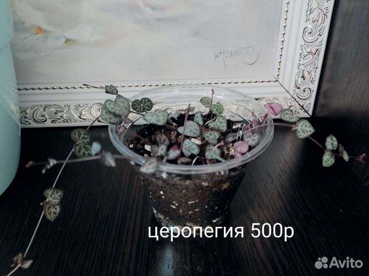 Церопегия Вуда