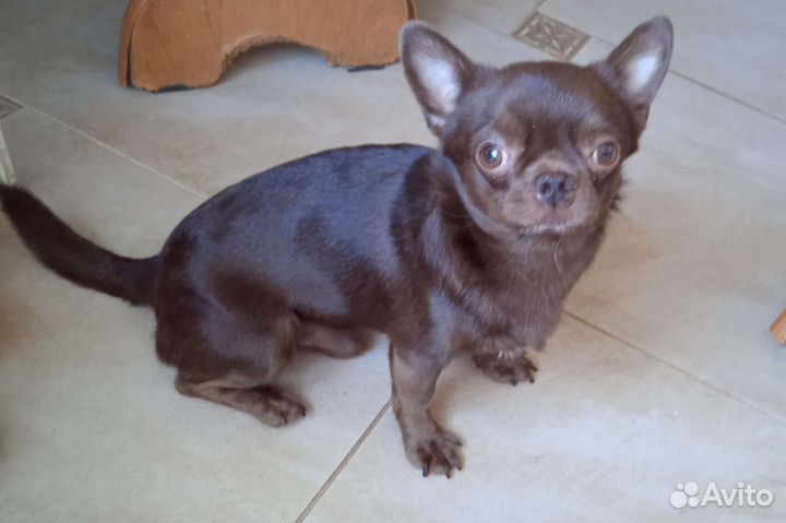 Предлагаются на вязку чихуахуа