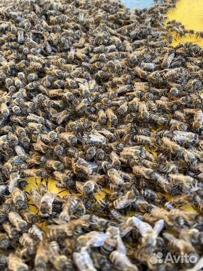 Мёд с собственой пасеки