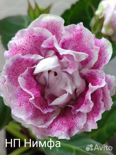 Глоксинии укорененные листья