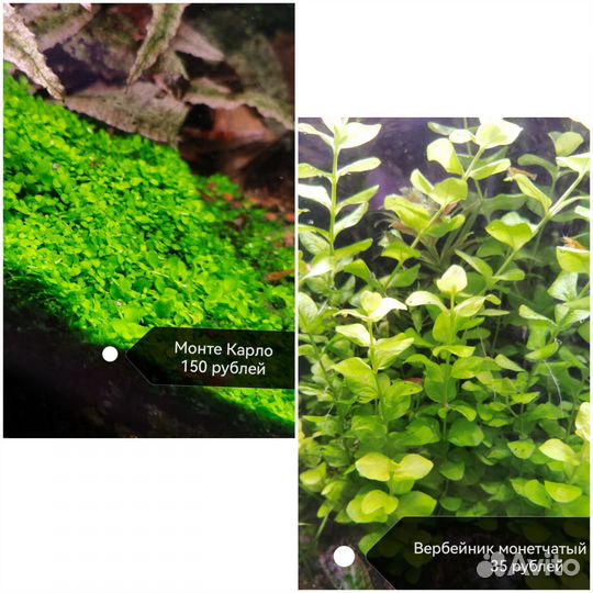 Аквариумные растения