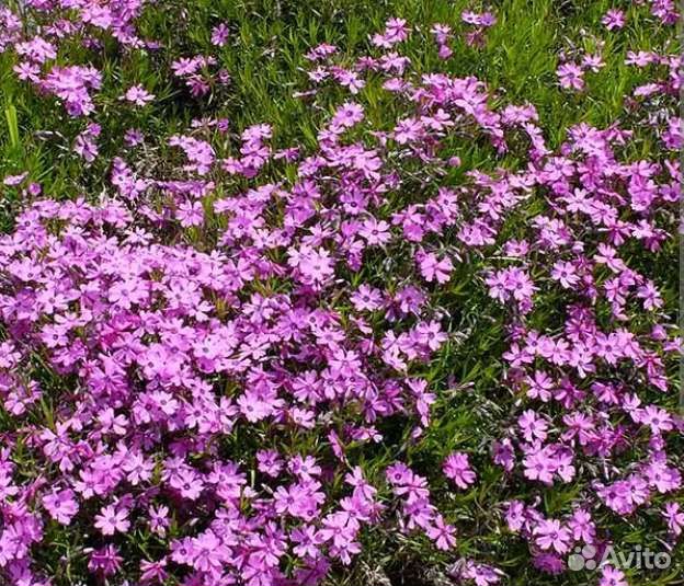 Гвоздика травянка многолетняя