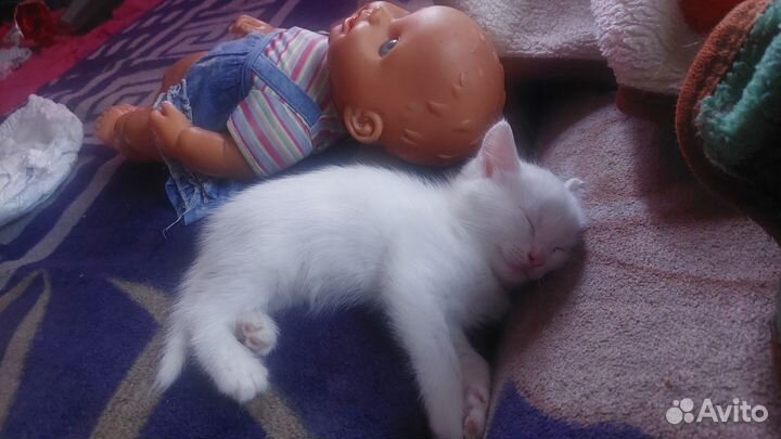 Отдам котят