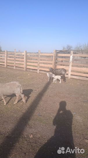 Продам овец