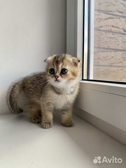 Шотландские вислоухие котята золотая шиншила