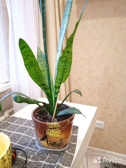 Дримиопсисы, аглаонемы, драцены. Комнатные цветы