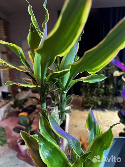 Драцена душистая