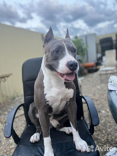 Питбуль вязка