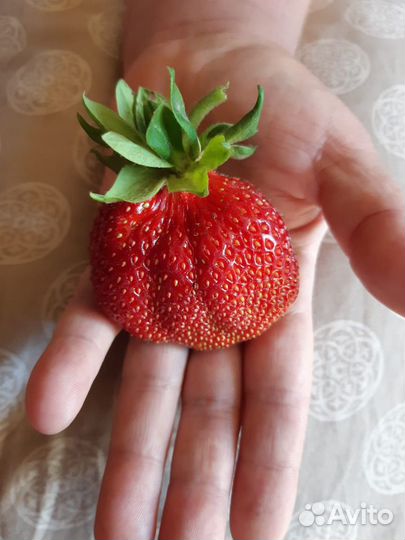 Рассада клубники