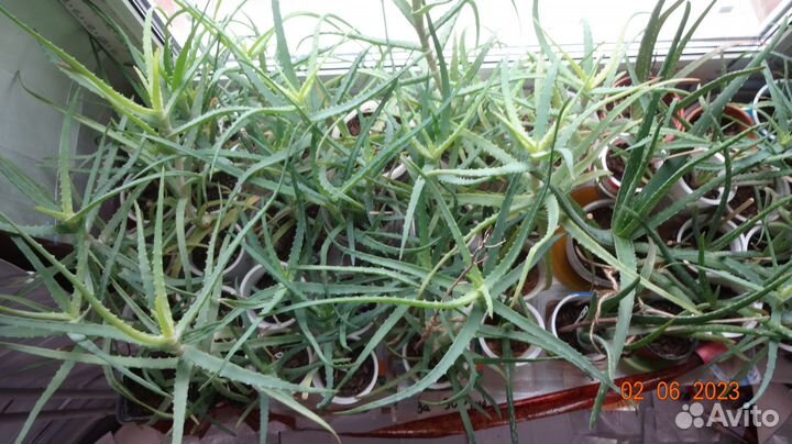 Алоэ Древовидное 2 - 4 летнее лекарственное