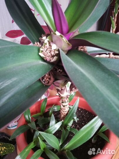 Традесканция рео