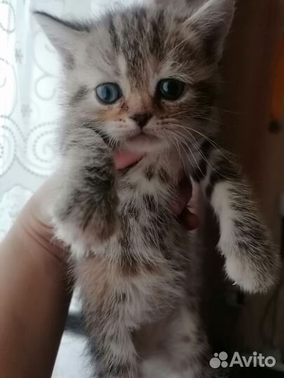Кошки в добрые руки бесплатно
