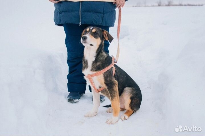 Собака в добрые руки