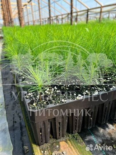 Сеянцы зкс Сосна окс Ель Лиственница Горная