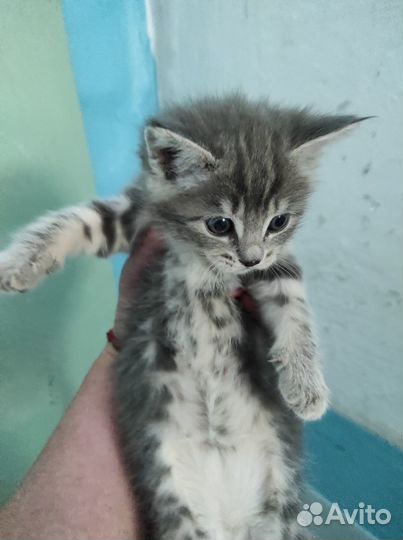 Котята в добрые руки даром бесплатно