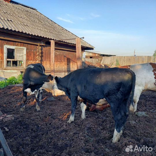 Скот продам