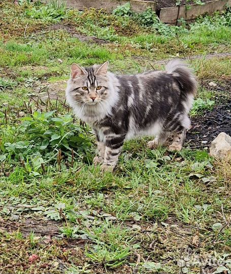 Вязка Курильский бобтейл