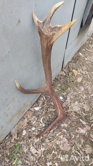 Продам рога оленя