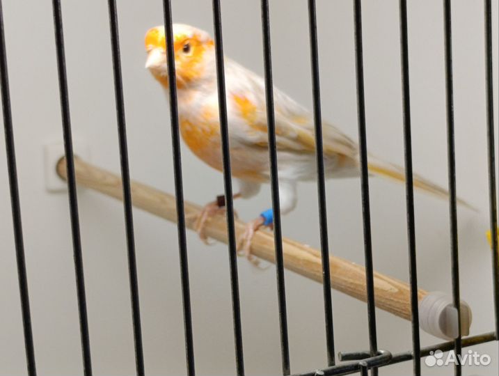 Канарейка сатинет красный мозаик, самец