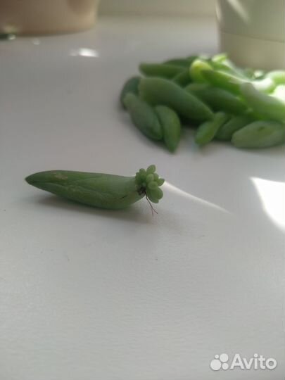 Комнатные цветы.Суккуленты.Очиток Морган