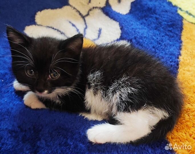 Кошки в добрые руки бесплатно