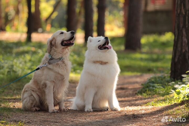 Собака для фотосессии