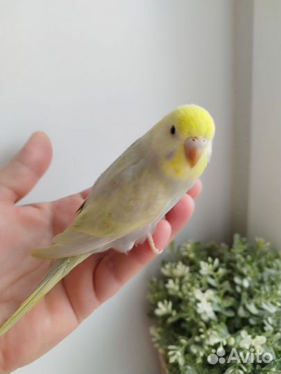 Радужные ручные птенцы волнистого попугая