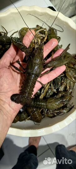 Живые раки с доставкой