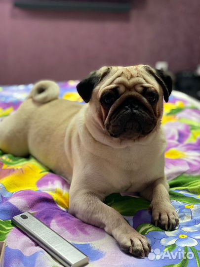 Мопс вязка мальчик