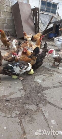 Куры домашние