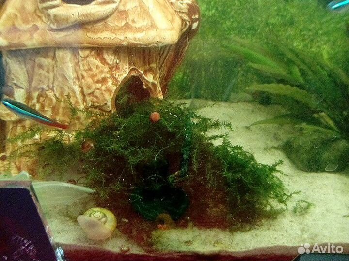 Растение в аквариум пистия, яванский мох